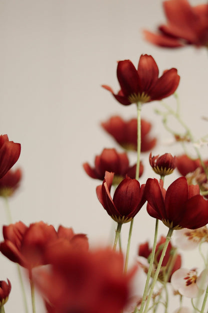 Rust Red Calliopsis Spray - LC Design Co. Shoppe