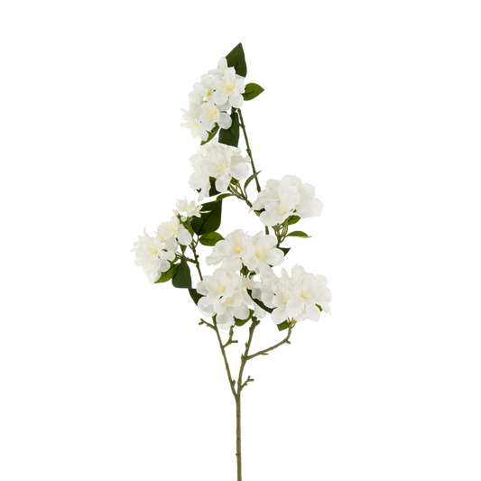 Flowering Cherry Blossom Branch