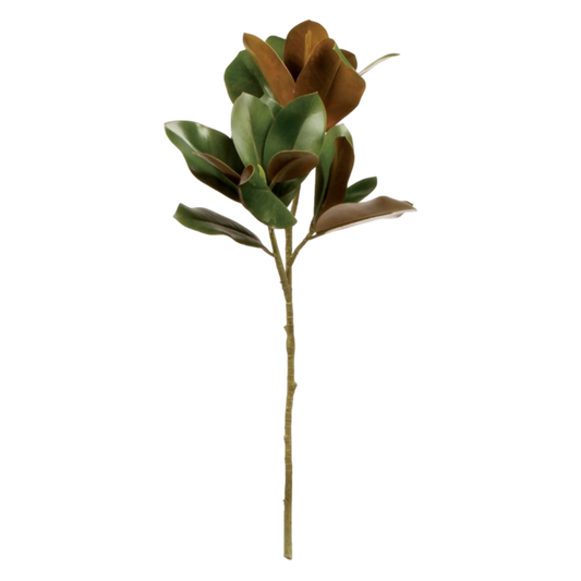 Grand Magnolia Leaf Stem