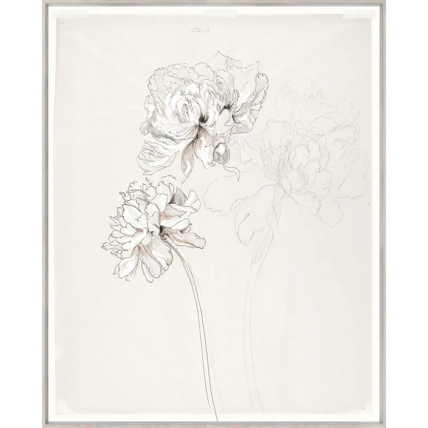 Drawing Study Peonies Art