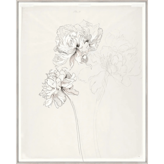 Drawing Study Peonies Art - LC Design Co. Shoppe