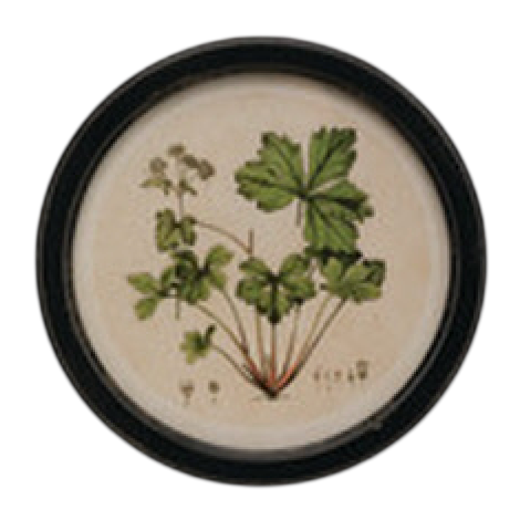 Vintage Garden Framed Art
