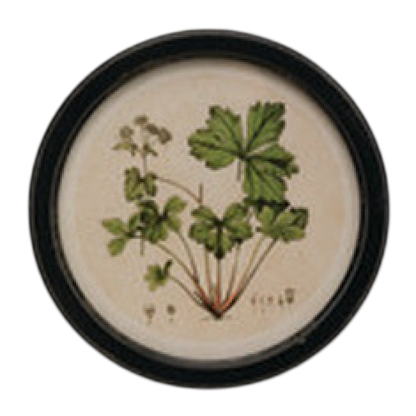 Vintage Garden Framed Art