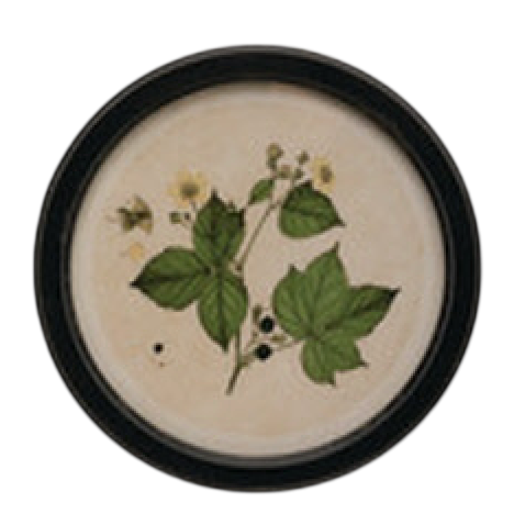 Vintage Garden Framed Art