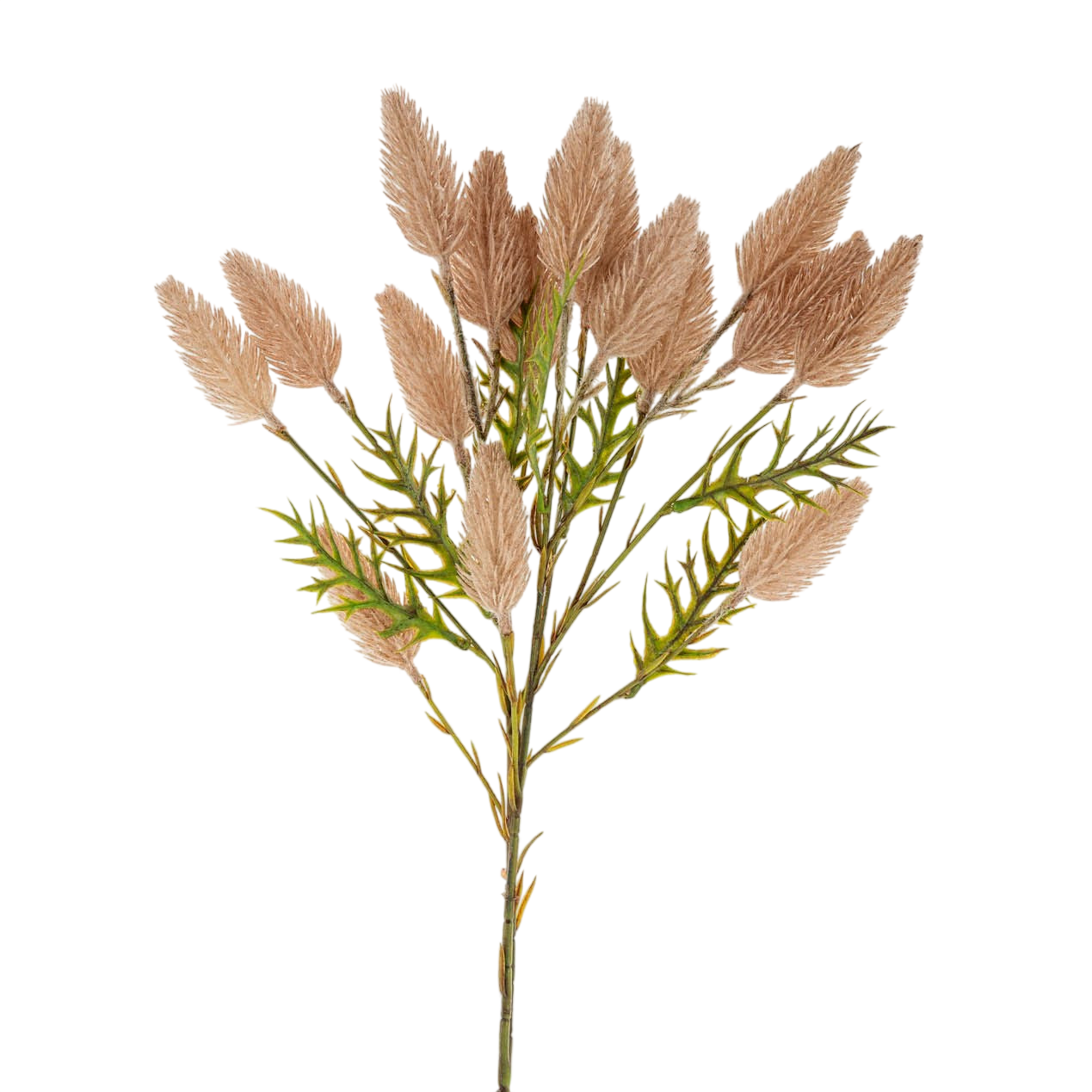 Pussytail Grass Spray - LC Design Co. Shoppe