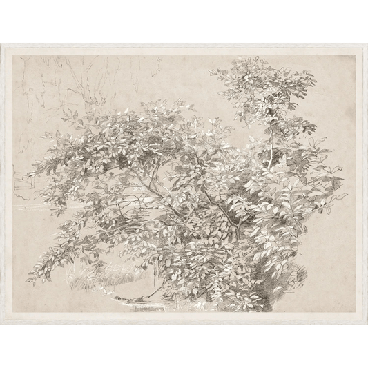 Graphite & Gouache Study Art - LC Design Co. Shoppe